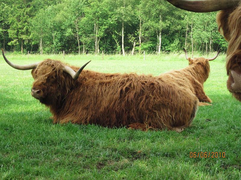 Hoe hebben jullie die in je MG gekregen (149).JPG